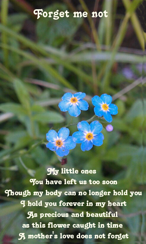 forget me not my little ones